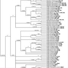 Image result for Empogona cacondensis
