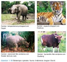 Wilayah flora dan fauna barat tipe asiatis. Persebaran Fauna Indonesia Dan Corak Fauna Indonesia Pintu Belajar Cerdas Pbc