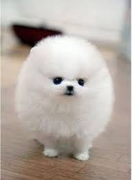 We did not find results for: 19 White Teacup Pomeranian Puppies Ideas Puppies Teacup Pomeranian Pomeranian Puppy