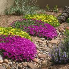 Ice plant grows in dense mats with stems that spread out horizontally over the ground. Blut Ice Plant Delosperma Ashtonii Blut High Country Gardens