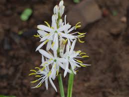 Image result for Chlorophytum macrosporum