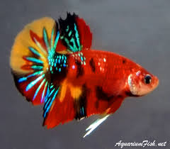 Betta imbellis, betta samaragdina and mahachai betta are usually classified under the wild category instead of plakat category in a competition show. Premium Male Super Candy Koi Plakat Betta