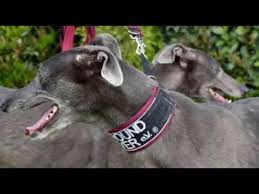 Achtung, zuckerschock die welpen sind jetzt noch zu klein und sollen noch bei ihrer mutter bleiben. Greyhound Forever Ankunft Der Hunde 18 05 2019 Youtube