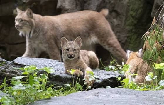 THREE Canada Lynx Cubs Debut at the Queens Zoo > Newsroom