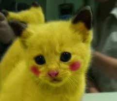 What you think about this story? Http Chauffagiste Asnieressurseine 92600 Urgence Plombier Electricien Fr Contrat D Entretien Chauffe Eau Asniere Animaux Mignons Animaux Trop Mignon Animales