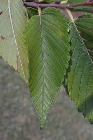 Image result for Ulmaceae