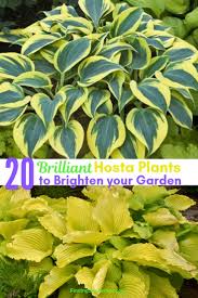 The hostas with golden foliage also appreciate a rather bright light and are more beautiful in a sunny situation. 20 Best Hostas For Shade Garden Areas