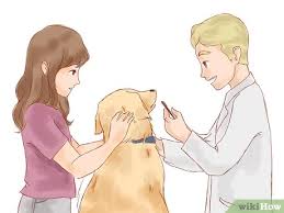 In den niederlanden sind, anders als in deutschland, sämtliche arten der sterbehilfe straffrei. Zu Hause Flohe Toten Wikihow