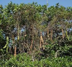 Image result for Entada arenaria