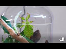 Videotuto Diy Realiser Un Terrarium De Phasmes Jardinerie Truffaut Tv Jardinerie Phasmes Realiser Jardinerie Truffaut Jardinerie Aquarium Terrarium