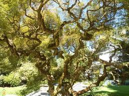 In winter, this tree loses its leaves to. Corkscrew Willow Tree Showy Branches That Are Wiry And Twisted And Con Pixies Gardens