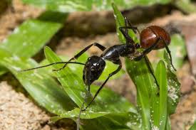 It had planned to raise $34.4 billion at a market valuation of around $300 billion. Dinomyrmex Gigas Antwiki