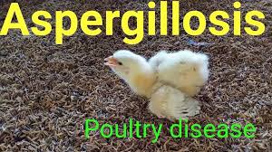 Aspergillosis occurs in both acute and chronic forms in poultry. Veterinary Somalia Group Facebook