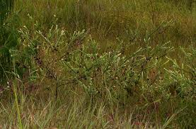 Image result for Gnidia mollis