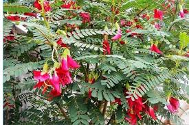 Kulit kopi, kulit kacang tanah, daun turi dan jerami padi termasuk beberapa jenis bahan pakan yang jarang dimanfaatkan petani, sementara rumput lapang sudah biasa digunakan sebagai pakan. Daun Turi Dan Khasiatnya Yang Menakjubkan Skincapedia