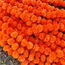 By now you already know that if you're still in two minds about fake marigold and are thinking about choosing a similar product, aliexpress is a great place to compare prices and sellers. Artificial Marigold Flower Garlands Vine Wedding Indian Event Etsy Marigold Flower Mango Flower Artificial Flowers