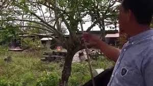 Kemuning hitam (kayu emas) dari tanah melayu kayu bukan sebarang kayu. Khasiat Pokok Gemunggal Youtube