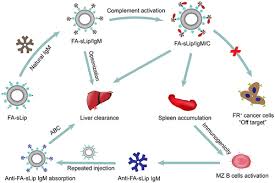 Interrogation of Folic Acid-Functionalized Nanomedicines: The Regulatory  Roles of Plasma Proteins Reexamined | ACS Nano