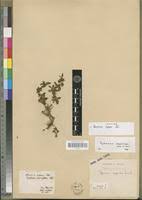 Image result for Spermacoce mauritiana