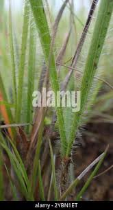 Image result for Tristachya