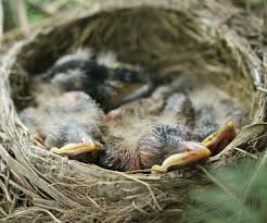 Check spelling or type a new query. 3 Little Robins How Wee Learn