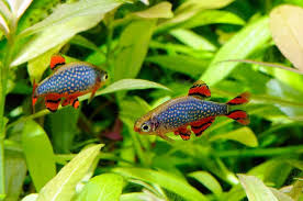 10 Best Coldwater Fish That Don T Need A Heater In 2020 Coldwater Fish Aquarium Fish Live Aquarium Fish