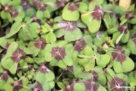 In hot summer regions they will need protection from the afternoon sun. Growing Shamrock Plant Oxalis Tetraphylla Bulbs How To Plant Care Plantopedia