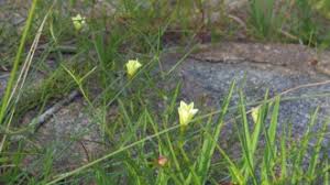 Image result for Xenostegia tridentata