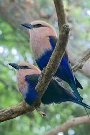 Birds Native To Maryland Blue Bellied Rollers At The Maryland Zoo In Baltimore Photo By Patrick Guilfoyle This Species Is Native To Western And Cen Nature Birds Beautiful Birds Birds