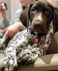 Pin By Jules On My German Shorthaired Pointer Gsp Puppies Gsp Dogs German Shorthaired Pointer Dog