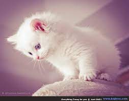 Custom wall murals & wallpaper for your home or office. Wallpaper Kucing Lucu Hd White Kitten With Purple Eyes 800x631 Wallpaper Teahub Io