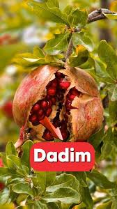 Image result for Punicaceae