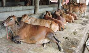 Scientists Demand Dst Cancel New Plans For Research On Indian Cows