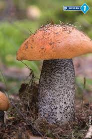 Finde fotos von giftige pilze. Pilz Quiz Ist Dieser Pilz Giftig Oder Essbar Br De Pilze Pilze Sammeln Giftige Pilze