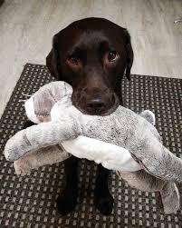 Many dogs with cancer will face a slow decline and at some point a proactive decision may have to be made. Puppy Eyes Via Lolamybrownlabrador On Instagram Cute Baby Animals Cute Dogs Puppy Eyes