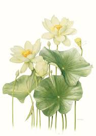 Botanical Illustration Lotus Google Search Plant Art Botanical Watercolor Botanical Painting