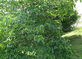 Image result for Vernicia