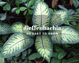 Dieffenbachia Care Gardenologist