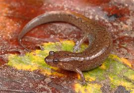 Image result for Dissotis littorale