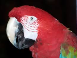 One Of The Stars Of The Trained Bird Show At Gulf World Panama City Beach Panama City Panama City Beach Panama City Beach