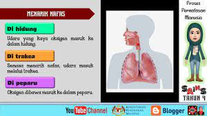 Pernafasan dalam yang abnormal dapat cepat, normal atau lambat, umumnya pada keadaan asidosis metabolik/shock. Sains Tahun 4 Sistem Pernafasan Manusia Youtube
