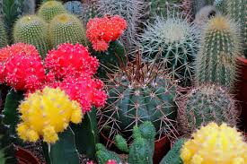 How tall a moon cactus grows depends on the type of cactus rootstock it was grafted to. Caring For Moon Cactus Also Called Grafted Cactus Or Hibotan