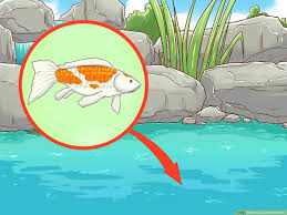 You can smell your aquarium, and a happy aquarium probably doesn't have a smell seeping out of it like the smell on a fishing dock where tuna are hung. How To Clean A Koi Pond 15 Steps With Pictures Wikihow