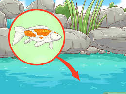 In this case, lay the drain hose directly on a plant bed. How To Clean A Koi Pond 15 Steps With Pictures Wikihow