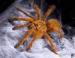 Image result for Mikaniopsis usambarensis