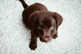 This is a common question from people trying to understand the condition. What Is Puppy Strangle And Is It As Scary As It Sounds Barkpost