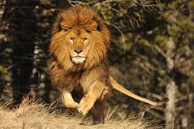 We've gathered more than 5 million images uploaded by our users and sorted them by the most popular ones. Lion Pic Hd Download 1024x681 Wallpaper Teahub Io