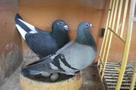 How to breed, race, win, and make money is a product by elliot lang that is supposed to teach pigeon owners to win the race and earn a lot of money in the. The Darkening System Winning Pigeon Racing And Racing Pigeons Strategies Pigeon Insider