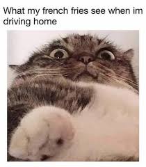 And cats are carnivores which means most of their diet should consist of meat. French Fries Looking Back At You Cats Know Your Meme