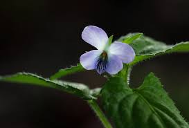 Image result for Viola abyssinica